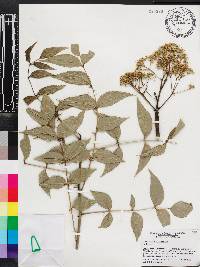 Zanthoxylum clava-herculis image