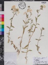 Phlox drummondii image