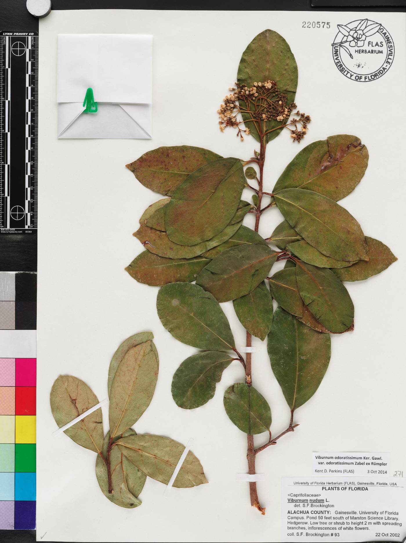 Viburnum odoratissimum var. odoratissimum image