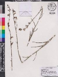 Lobelia glandulosa image