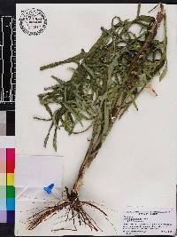 Lactuca graminifolia image