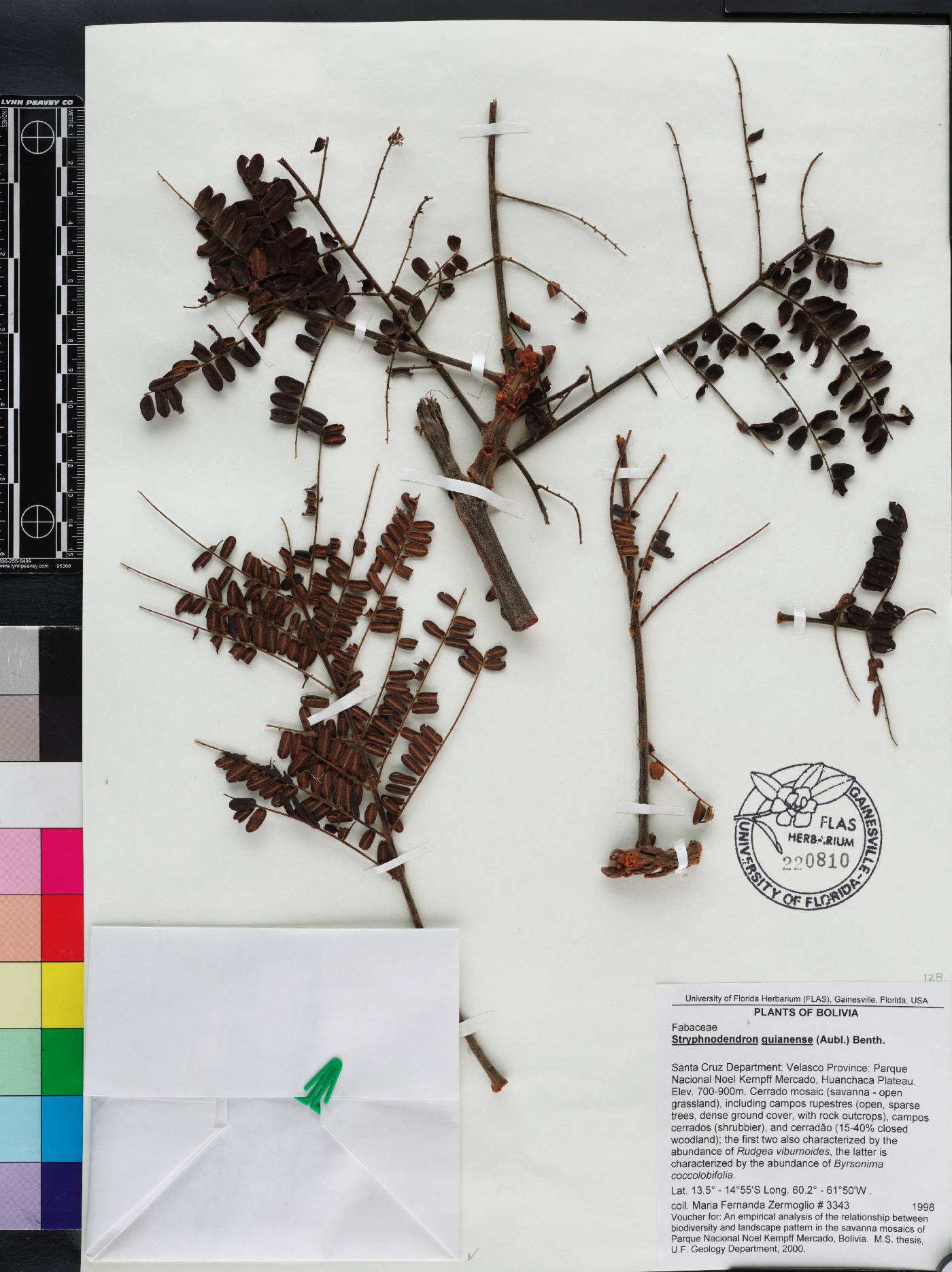 Stryphnodendron guianense image