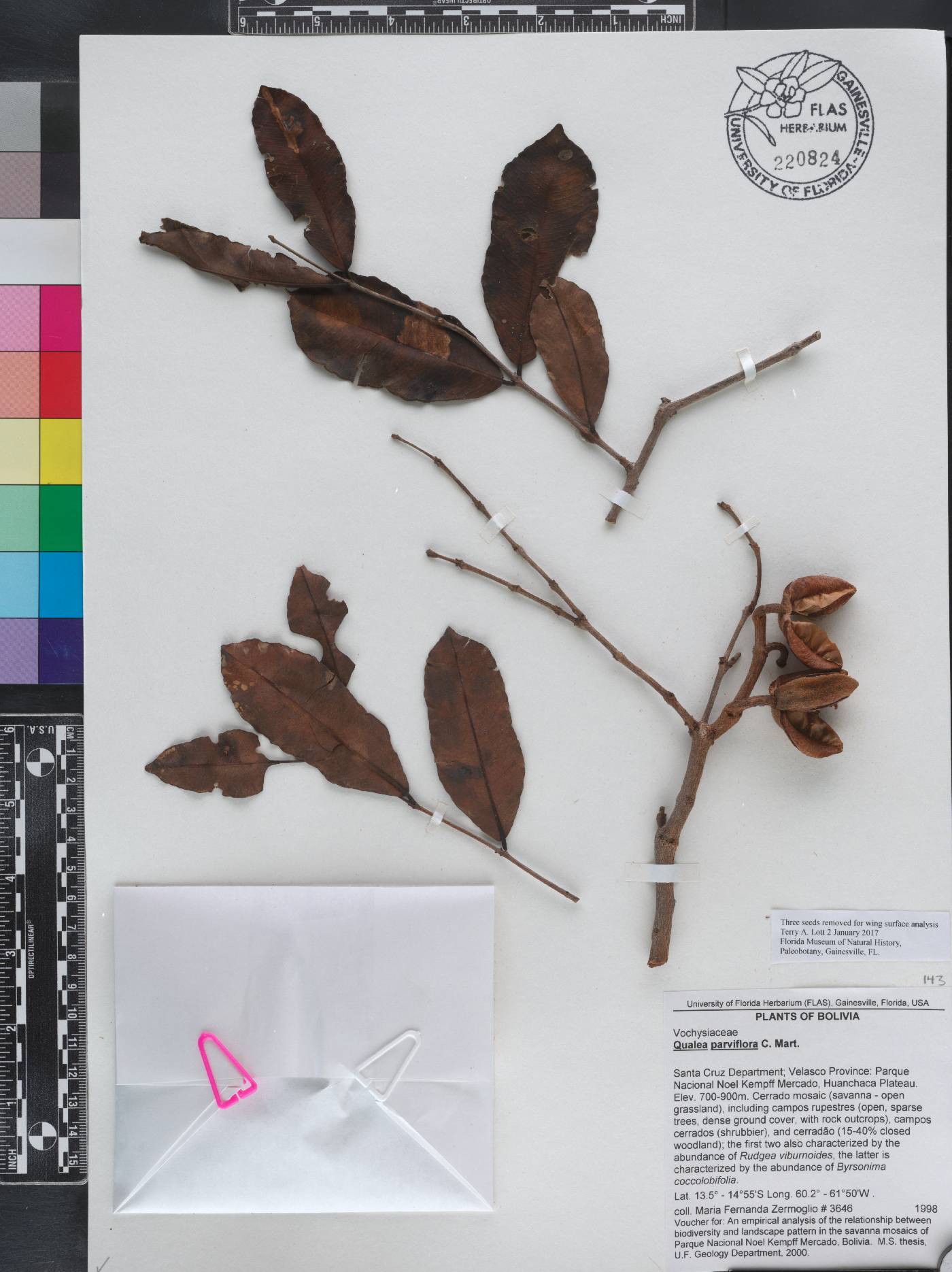 Qualea parviflora image
