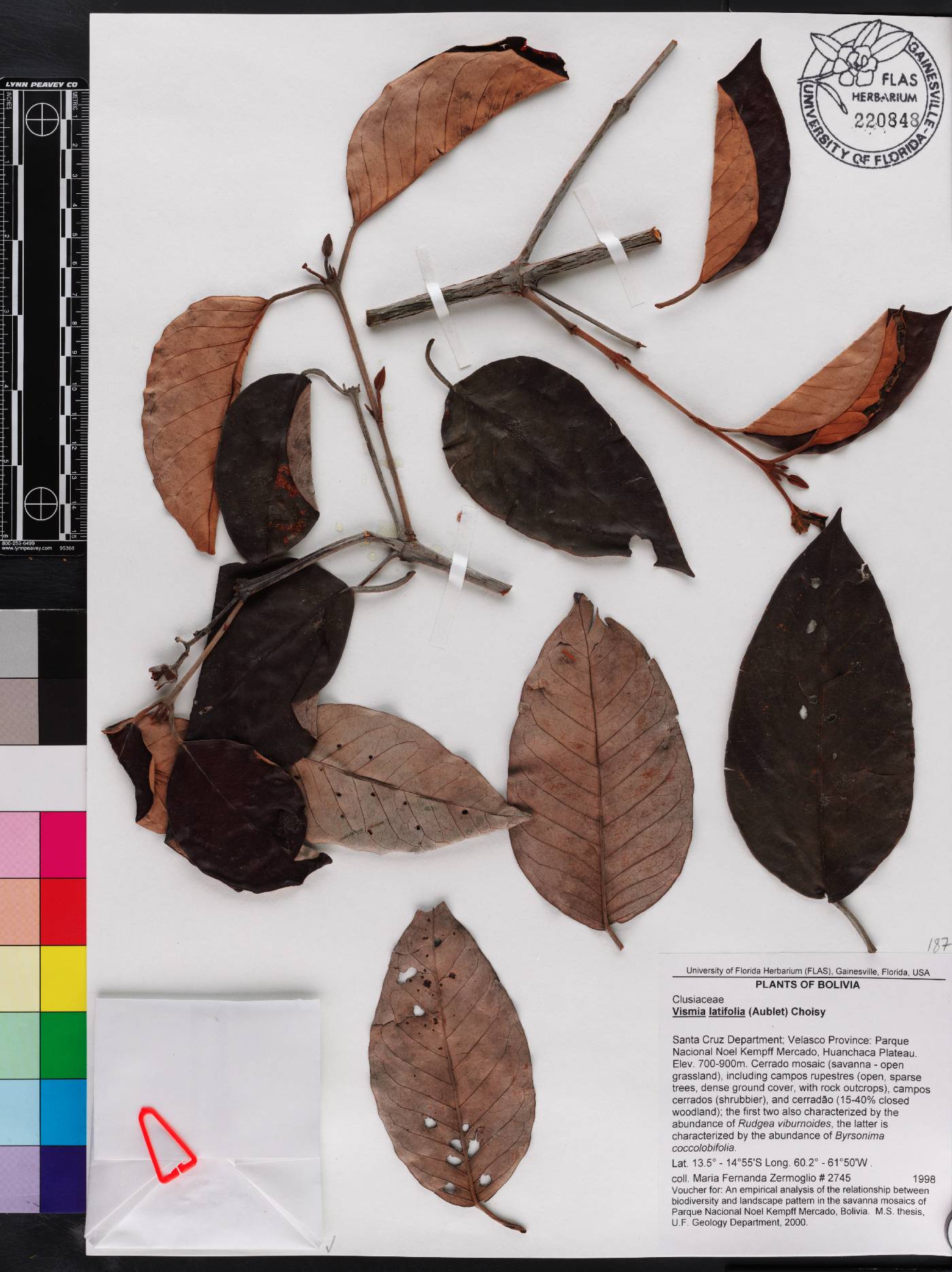 Vismia latifolia image