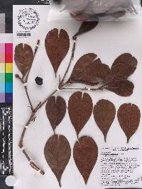 Terminalia corrugata image