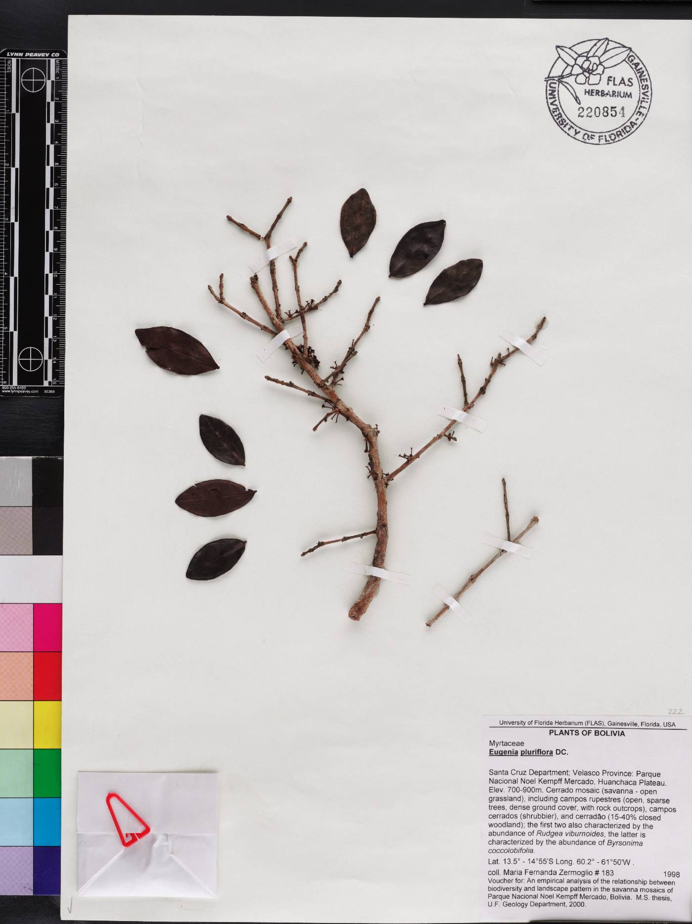 Eugenia pluriflora image