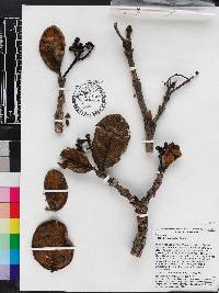 Rudgea viburnoides image