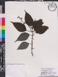 Pilea elizabethae image