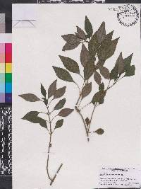 Pilea sessiliflora image