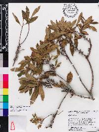 Myrica cerifera image