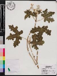 Cnidoscolus urens image