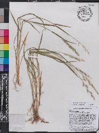 Echinochloa colona image