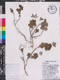 Pilea setigera image