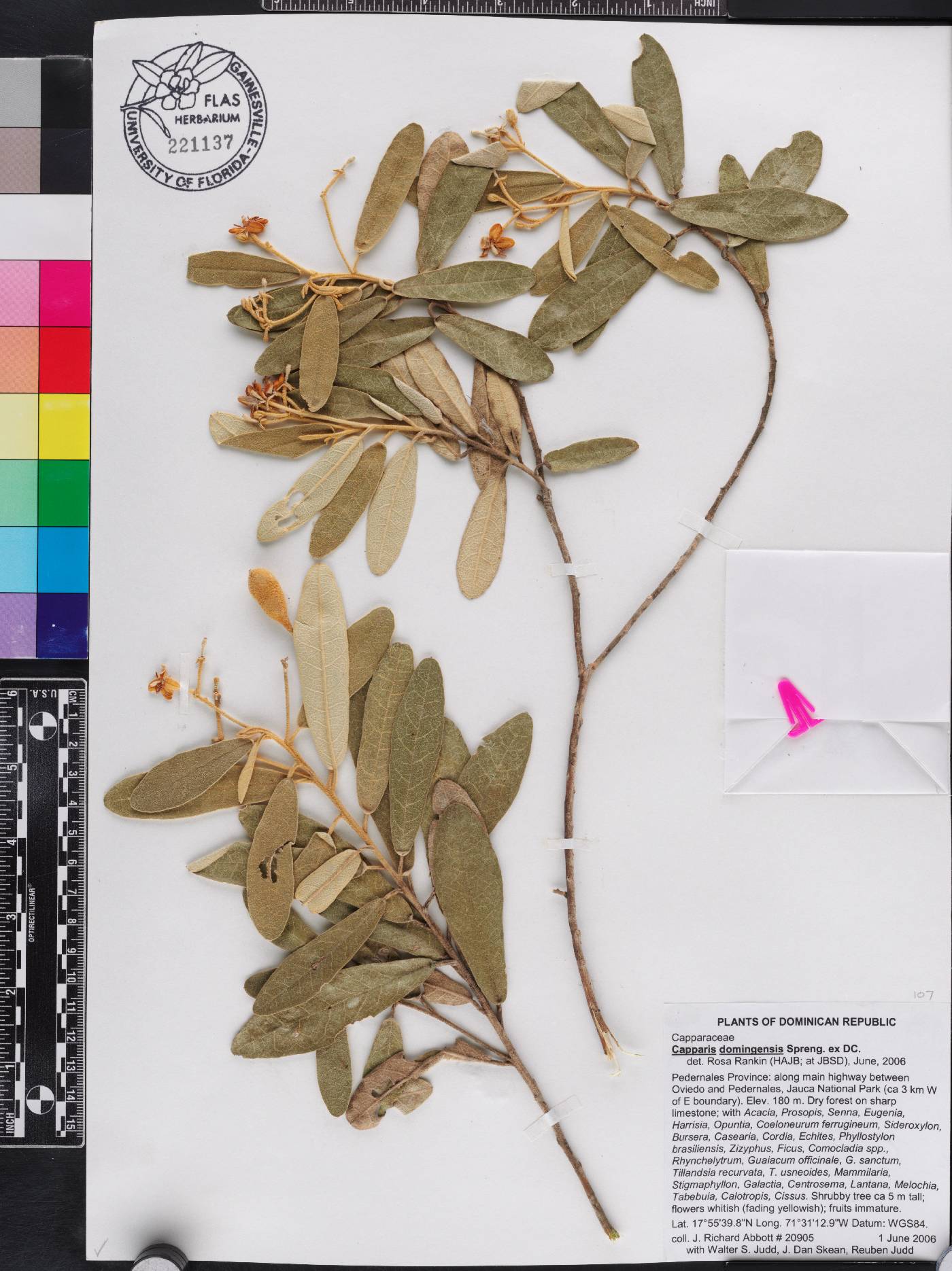 Quadrella domingensis subsp. domingensis image