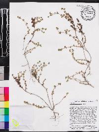 Image of Lachemilla domingensis