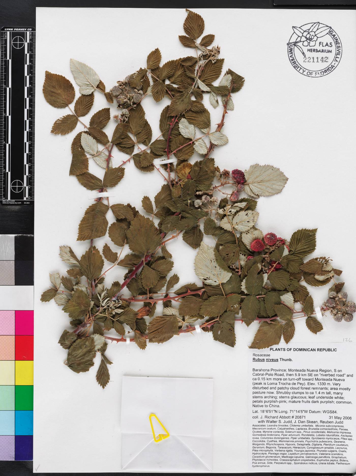 Rubus niveus image