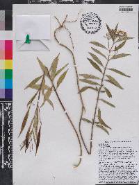 Asclepias nivea image