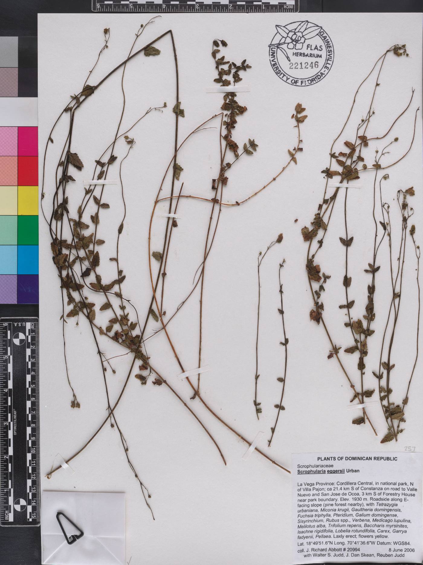 Scrophularia eggersii image