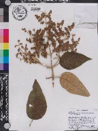 Buddleja cordata image