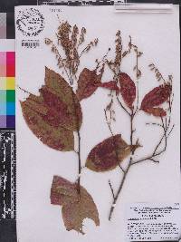 Oxydendrum arboreum image