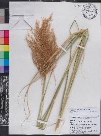 Phragmites karka image