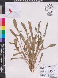 Rumex hastatulus image