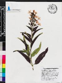 Image of Pseuderanthemum bicolor