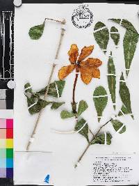 Gardenia volkensii image