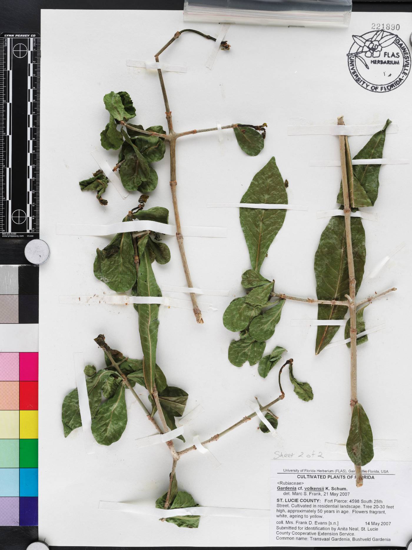 Gardenia volkensii image