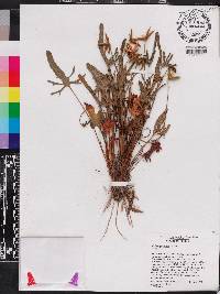 Viola septemloba image