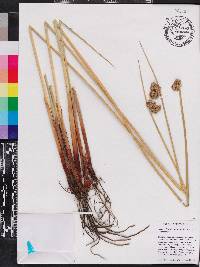 Juncus effusus var. solutus image