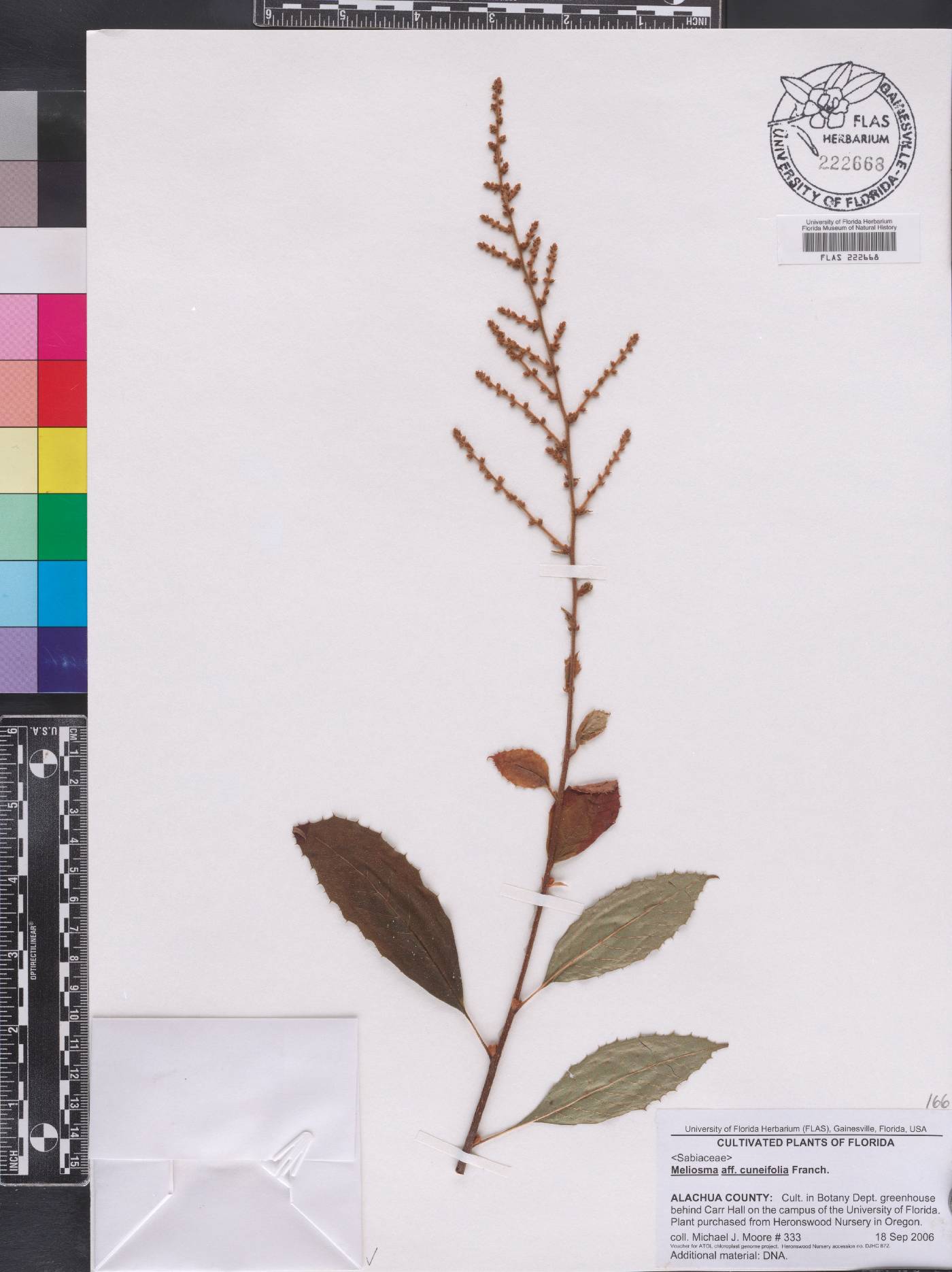 Meliosma cuneifolia image