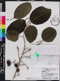 Cordia dichotoma image