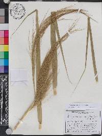 Phragmites karka image