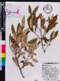 Miconia longicollis image