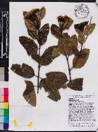 Ageratina illita image