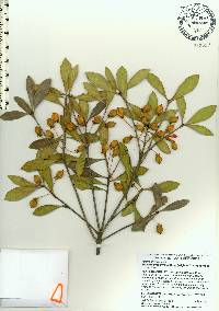 Ternstroemia gymnanthera image