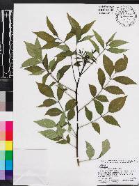 Zanthoxylum clava-herculis image