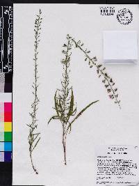 Liatris gracilis image