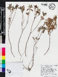 Crocanthemum corymbosum image