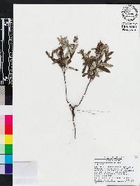 Crocanthemum corymbosum image