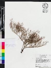 Lechea sessiliflora image