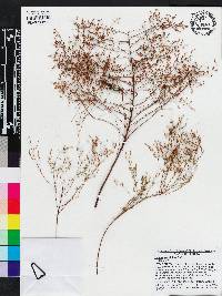 Lechea sessiliflora image