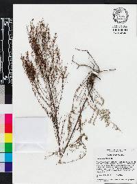 Lechea sessiliflora image