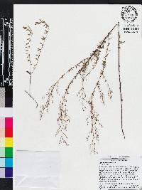 Lechea sessiliflora image