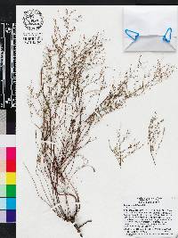 Lechea sessiliflora image