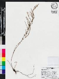 Lechea sessiliflora image