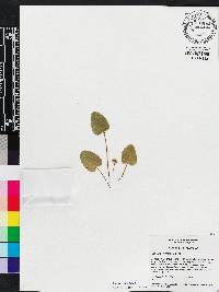 Centella asiatica image