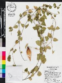 Matelea pubiflora image