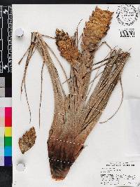 Tillandsia fasciculata var. venosispica image